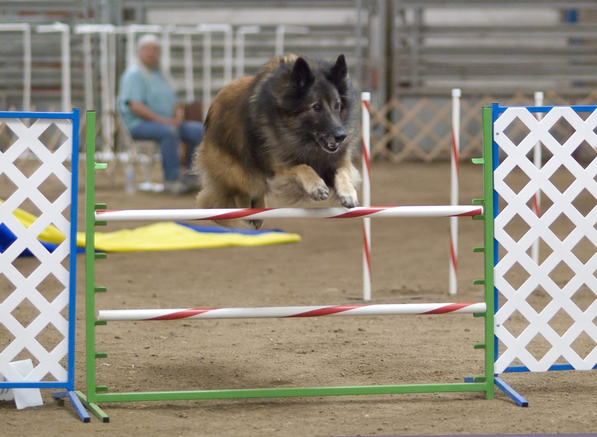 A Belgian Tervuren jumping a hurdle on an agility course