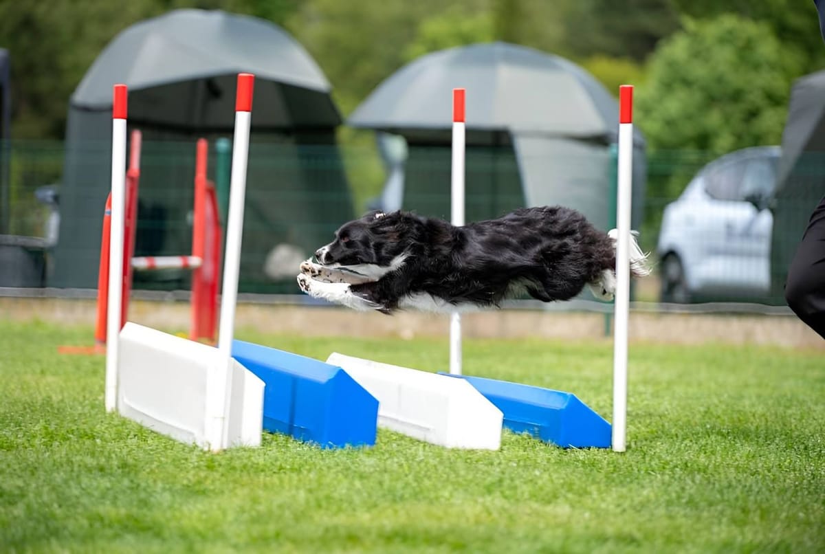 Border collie Amy zweeft over de verspringer op een agilitywedstrijd
