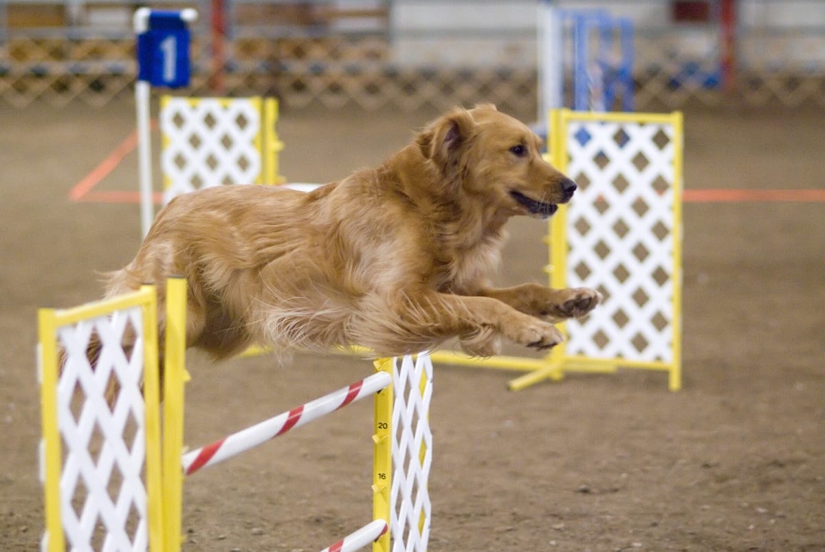 Een golden retriever springt over een horde tijdens een agilitywedstrijd