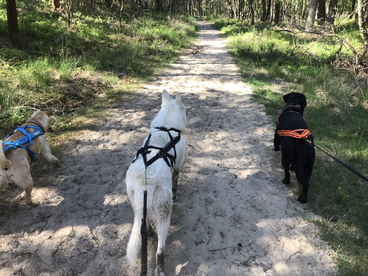 Honden in trektuig op een bospad