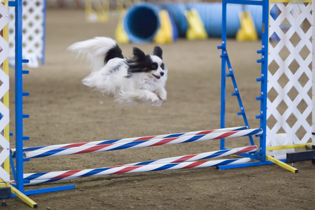 Een papillon springt over een horde tijdens een agilitywedstrijd