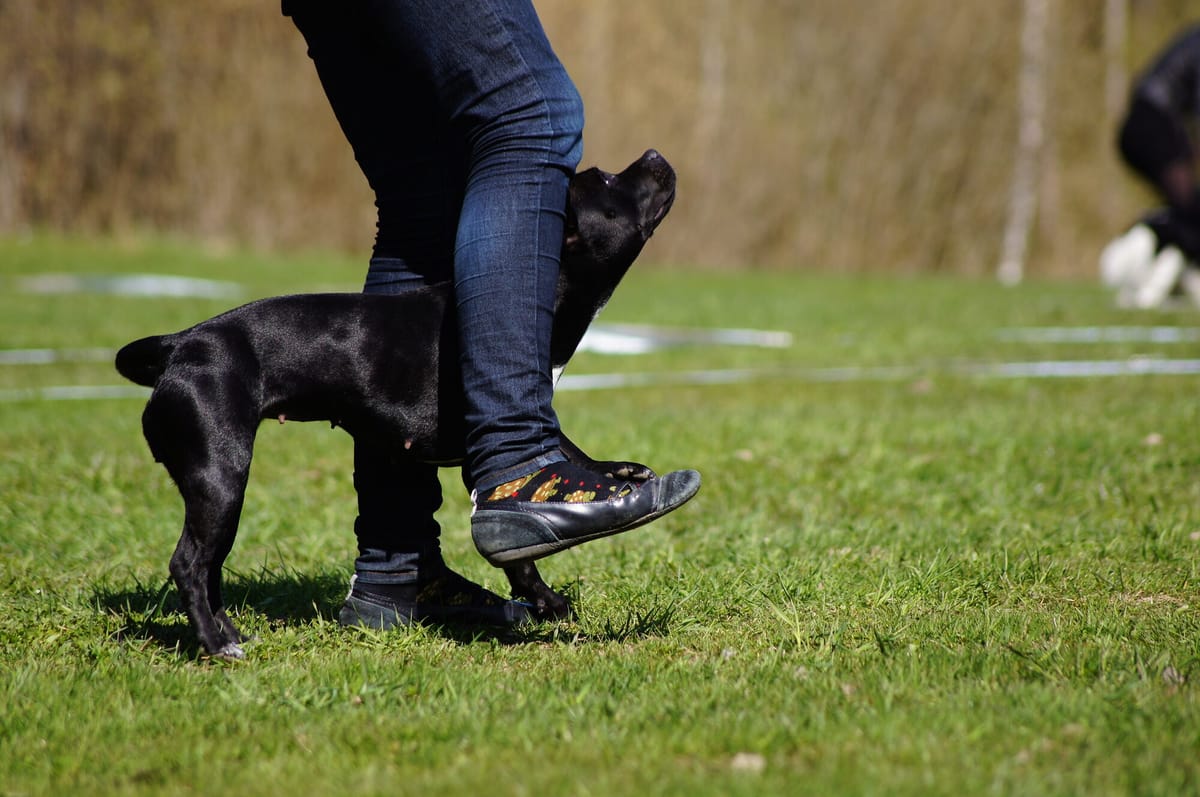 Een hond slalomt tussen de benen van de baas tijdens een dogdance-kür