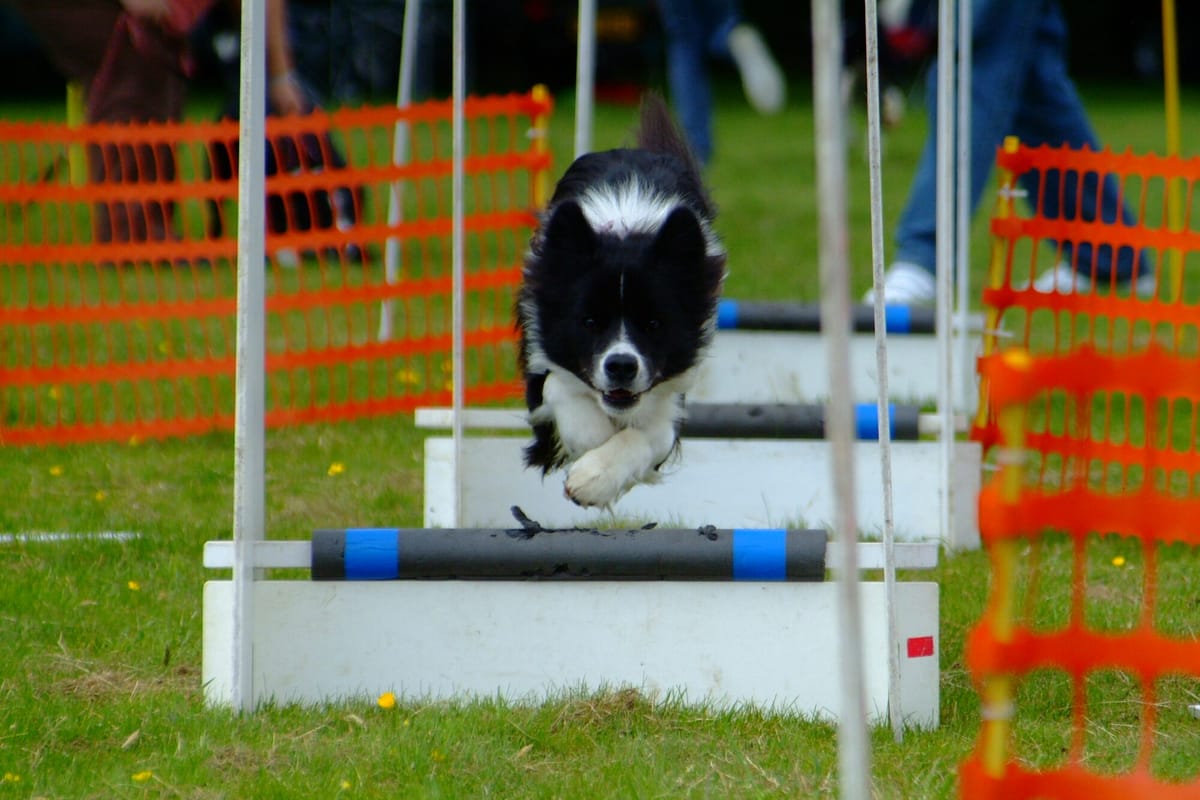 Un chien saute une haie de flyball à l'entraînement