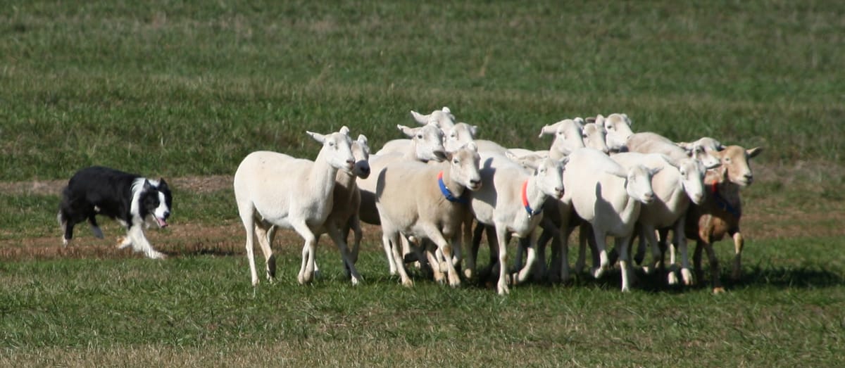 Een border collie brengt een groep schapen op een sheepdog trial