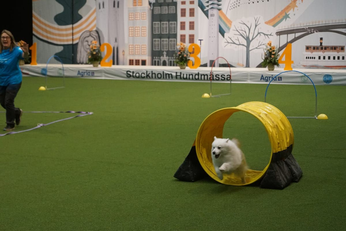 Een hond komt uit de ton tijdens hoopers op de hondenbeurs van Stockholm, met de hoops (boogjes) erachter en de handler die op afstand stuurt