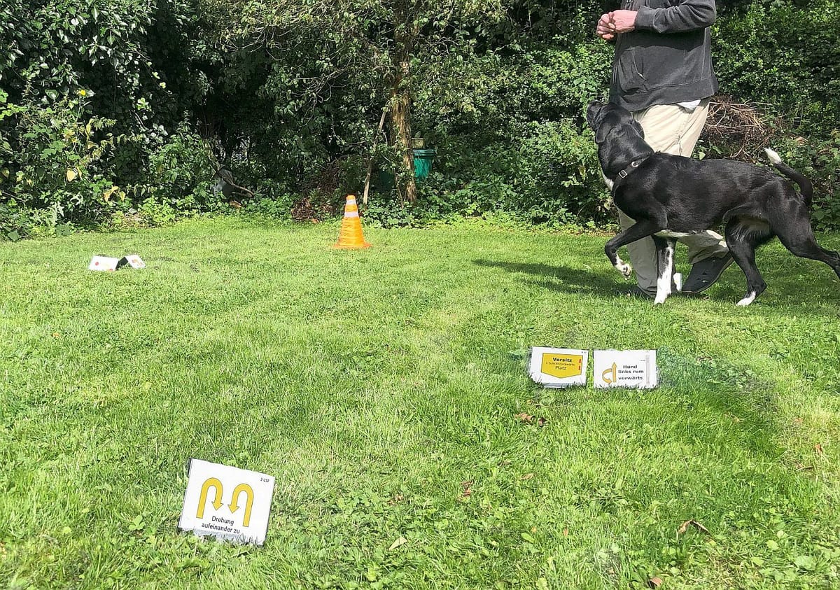 Un conducteur et son chien sur un parcours de rally obedience avec des panneaux dans l'herbe