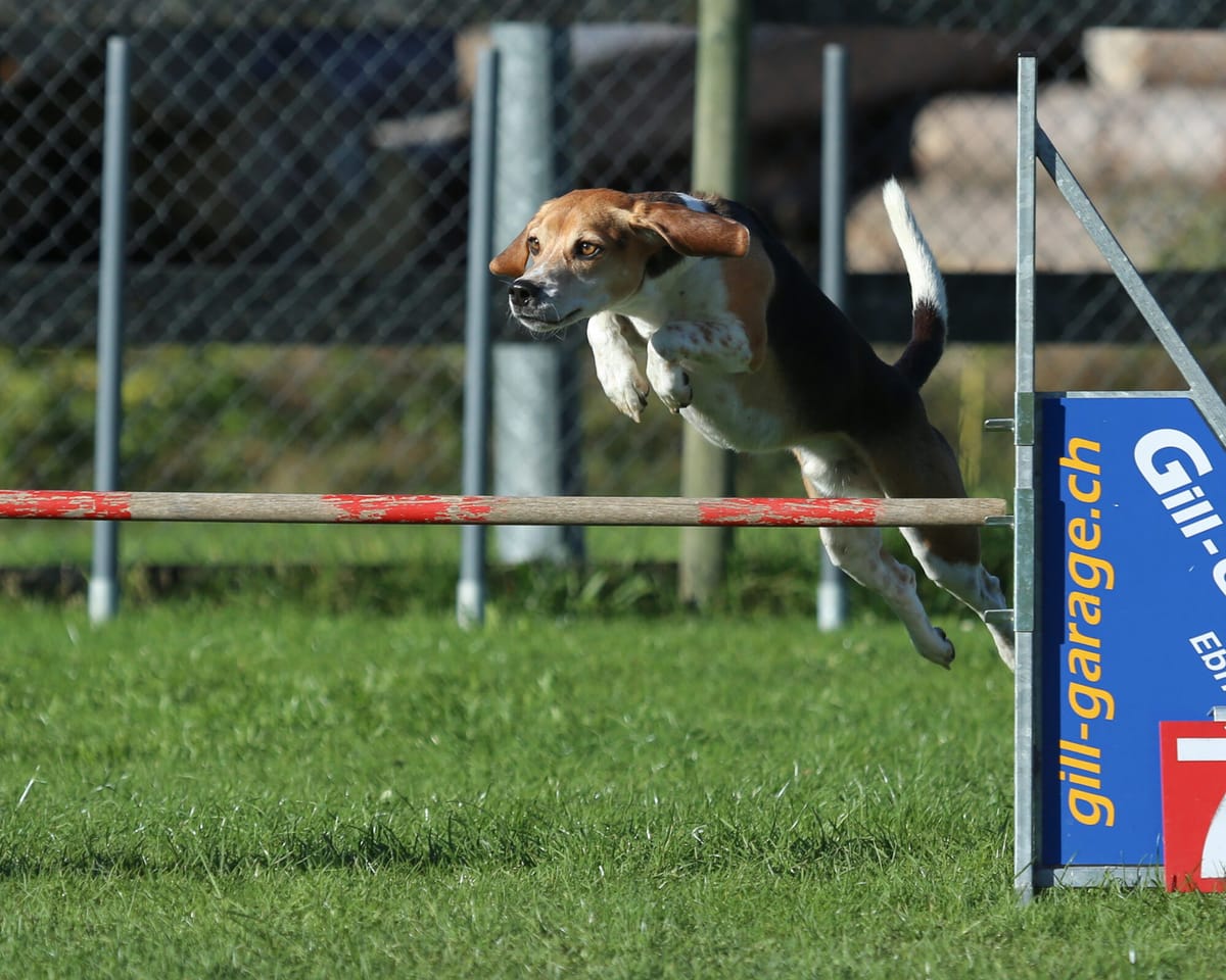 Een beagle springt over een horde op een agilityparcours buiten