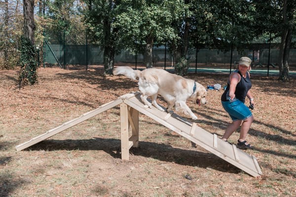 Een hond klimt over een houten schutting op een agilityterrein, met de handler ernaast