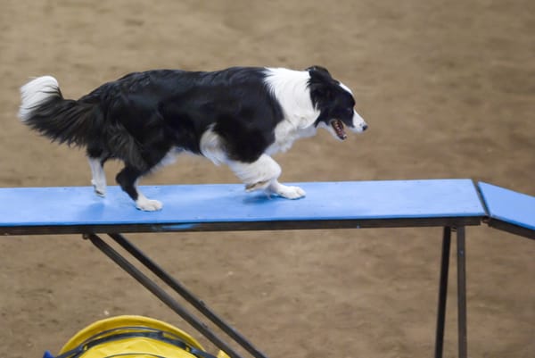 Een border collie loopt over de loopplank