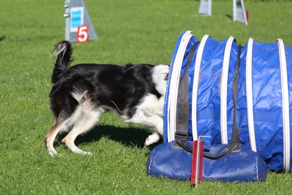 A Border Collie coming out of an agility tunnel