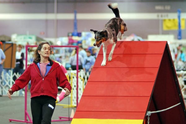 A Border Collie running down the A-frame while the handler runs alongside