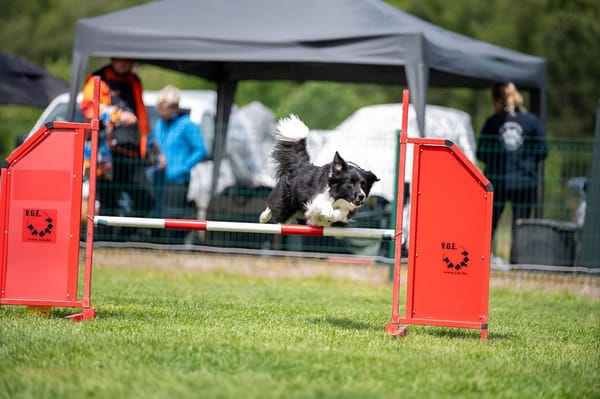 Border collie Amy springt over een rood-witte horde met VOE-vleugels op een agilitywedstrijd