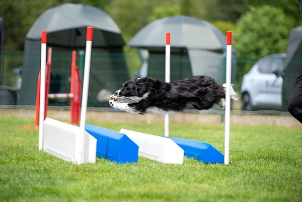 Border collie Amy zweeft over de verspringer op een agilitywedstrijd