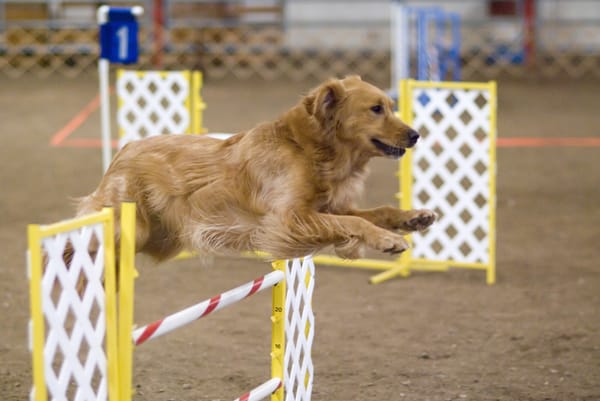 A Golden Retriever jumping a hurdle at an agility event