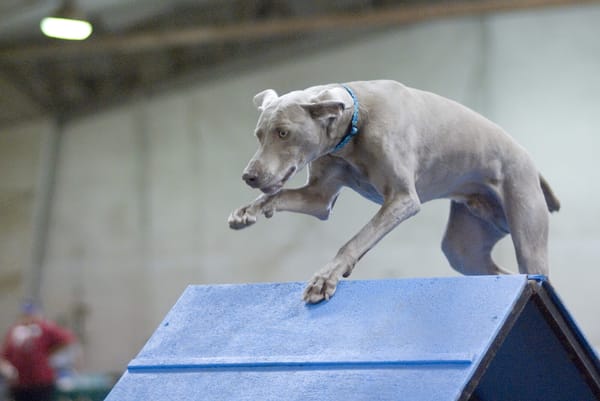A Weimaraner running over the A-frame at an indoor agility competition