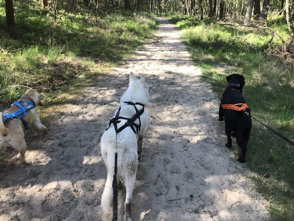 Honden in trektuig op een bospad