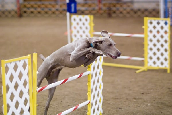 A Weimaraner clearing an agility hurdle at a competition