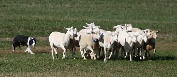 A border collie bringing a group of sheep at a sheepdog trial