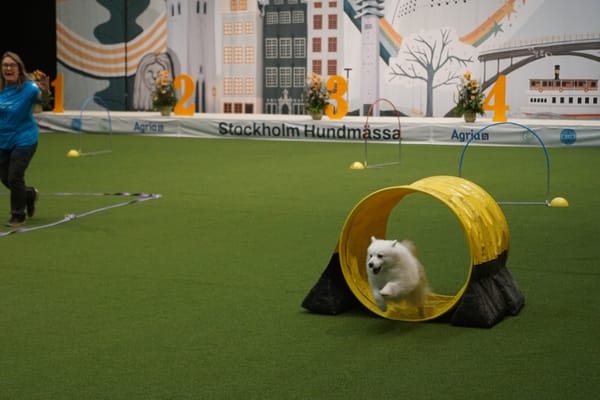 Een hond komt uit de ton tijdens hoopers op de hondenbeurs van Stockholm, met de hoops (boogjes) erachter en de handler die op afstand stuurt