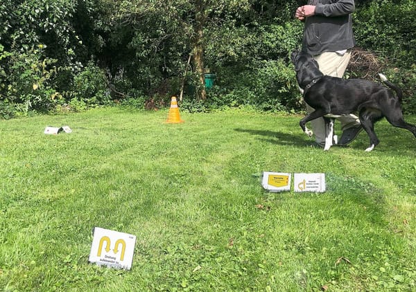 Un conducteur et son chien sur un parcours de rally obedience avec des panneaux dans l'herbe