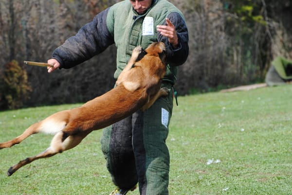 Un malinois s'élance vers un homme d'attaque protégé lors d'un exercice de ring